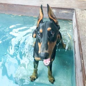 Meet your Posher, Don